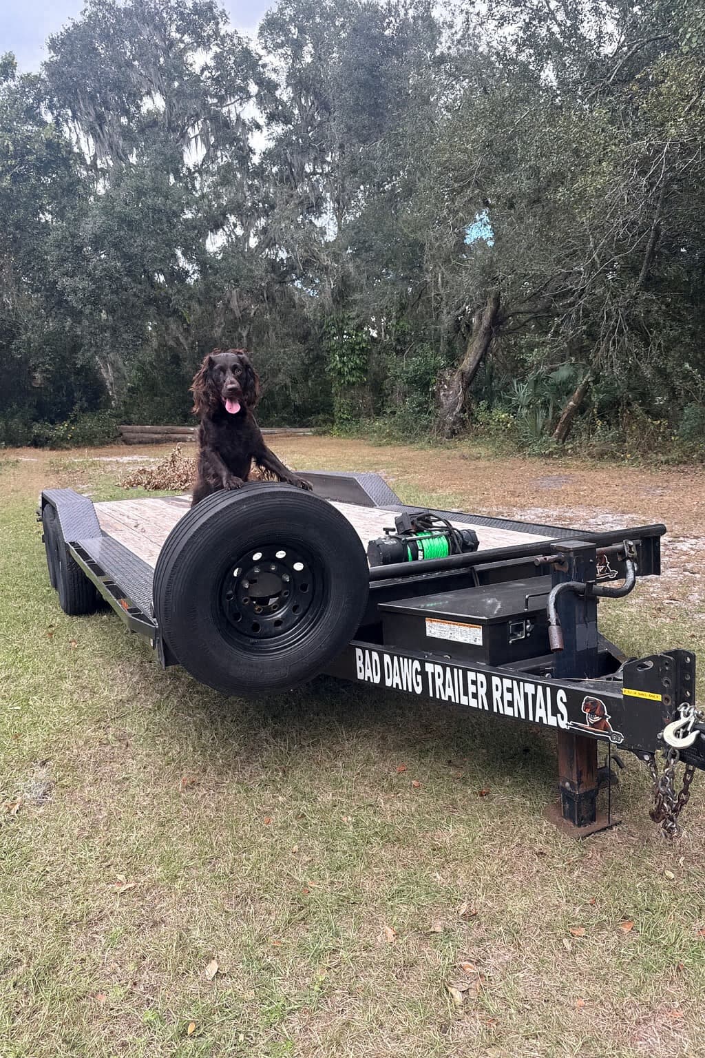 Car hauler trailer rental in Dover FL - Bad Dawg Trailer with dog mascot